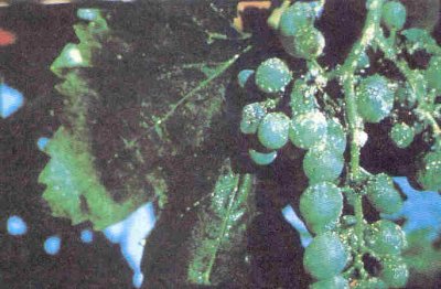 Salkım üzerinde unlu bitler